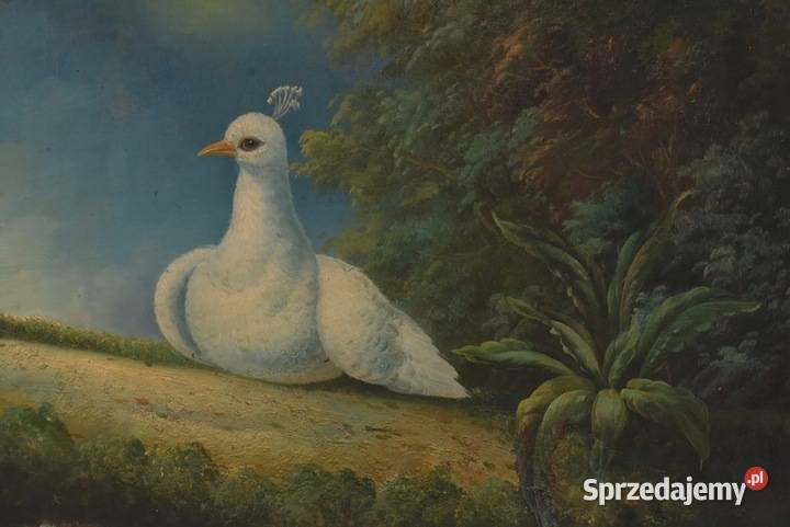 Dwa Kolorowe Pawie Na Drzewie Paw Obraz Olejny Kraków sprzedam