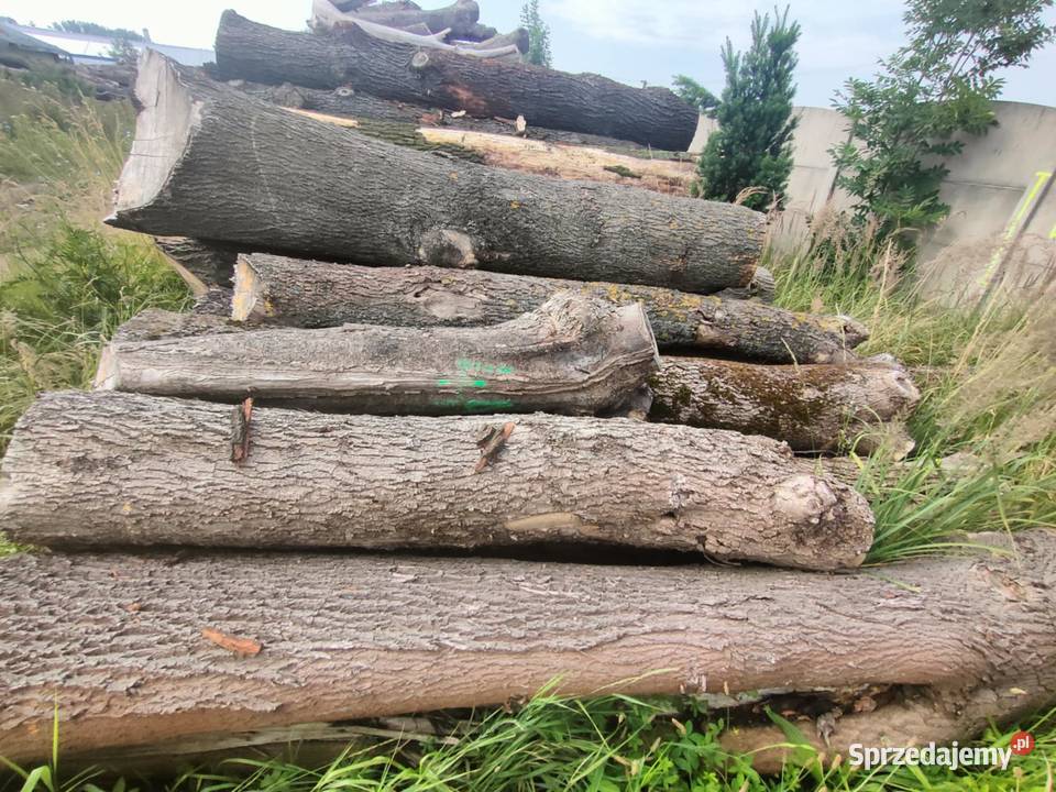 sprzedam drewno liściaste w kłodach Wojsławice