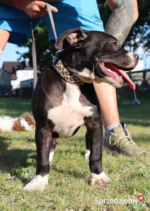 American Staffordsihre Terrier szczeniak Kazimierz Biskupi