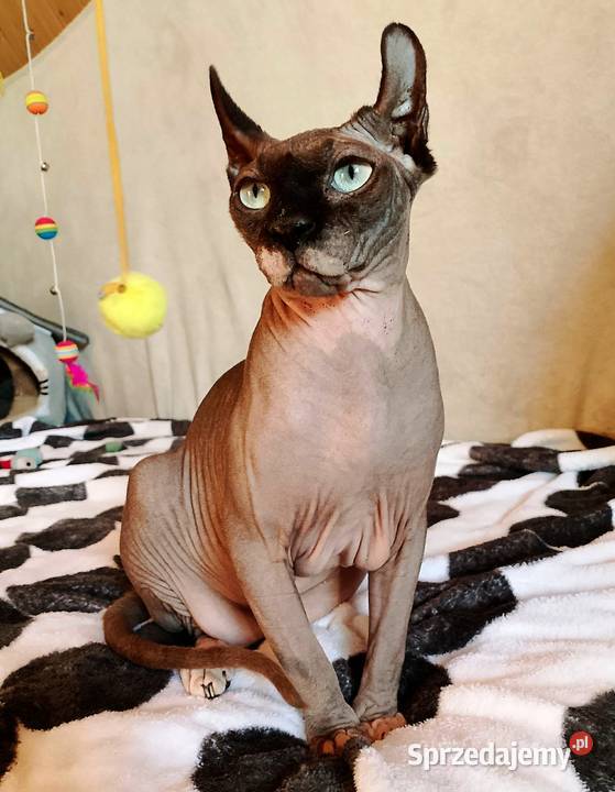 Sfinks kanadyjski Elf Legnica sprzedam