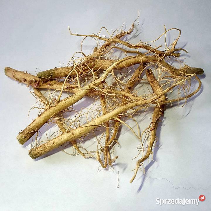 Korzeń konopi 100g Cholina terpeny kannabinoidy Ostrowiec Świętokrzyski