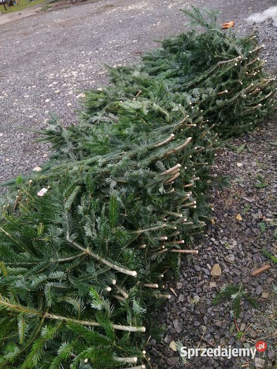 Gałęzie jodły kaukaskiej i nobilis bunt Julianpol sprzedam