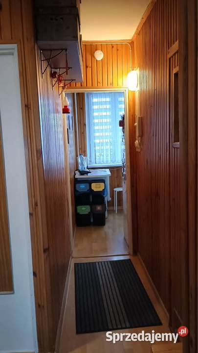 Wynajmę mieszkanie piwnica