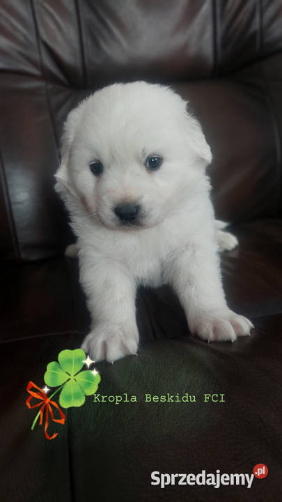 Szczeniaki Polski Owczarek Podhalański Owczarek Rzeszów