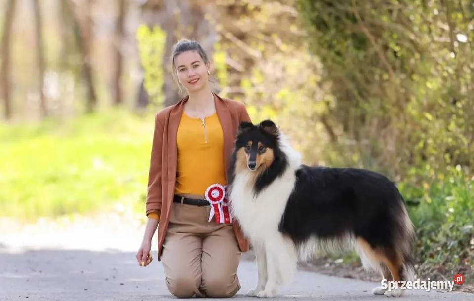 Pies Owczarek Szkocki Collie