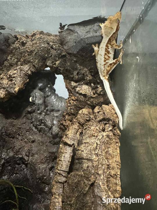 Gekon orzęsiony LillyWhite Gady i płazy Gostkowo