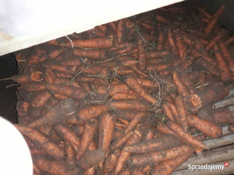 Marchew nie odpadowa paszowa jadalna bio małopolskie Szczucin