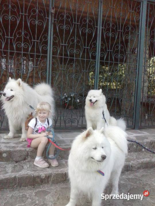 Samoyed samojed Związek Kynologiczny FCI Tarnawa Górna