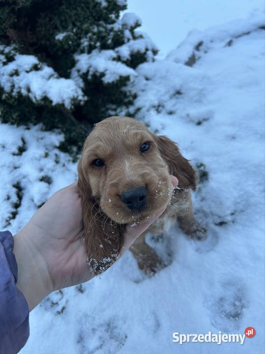 Cocker spaniel angielski Celestynów