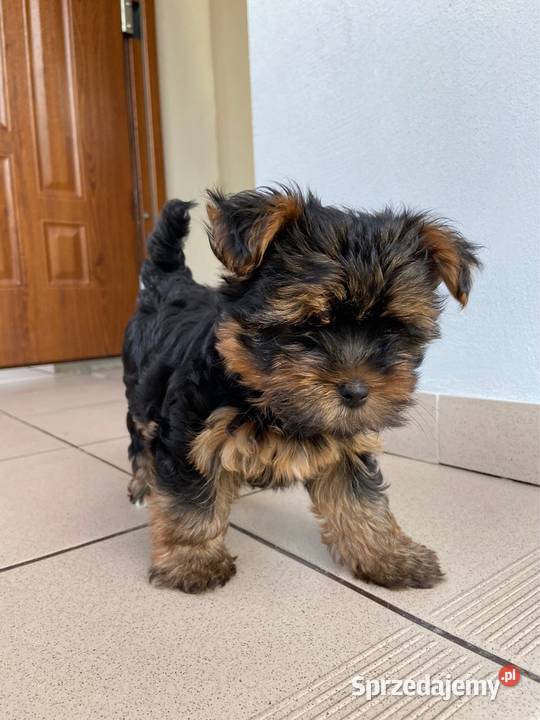 Śliczna suczka Yorkshire Terrier miniaturka York Bodzentyn sprzedam