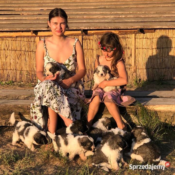 Mastif pirenejski rodzinny molos stróżujący Pupki