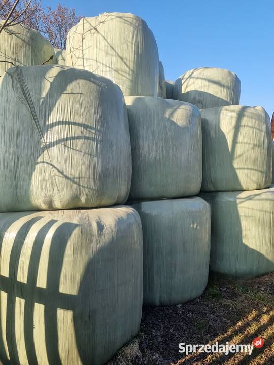 Duże bale 2025 r Kacwin sprzedam