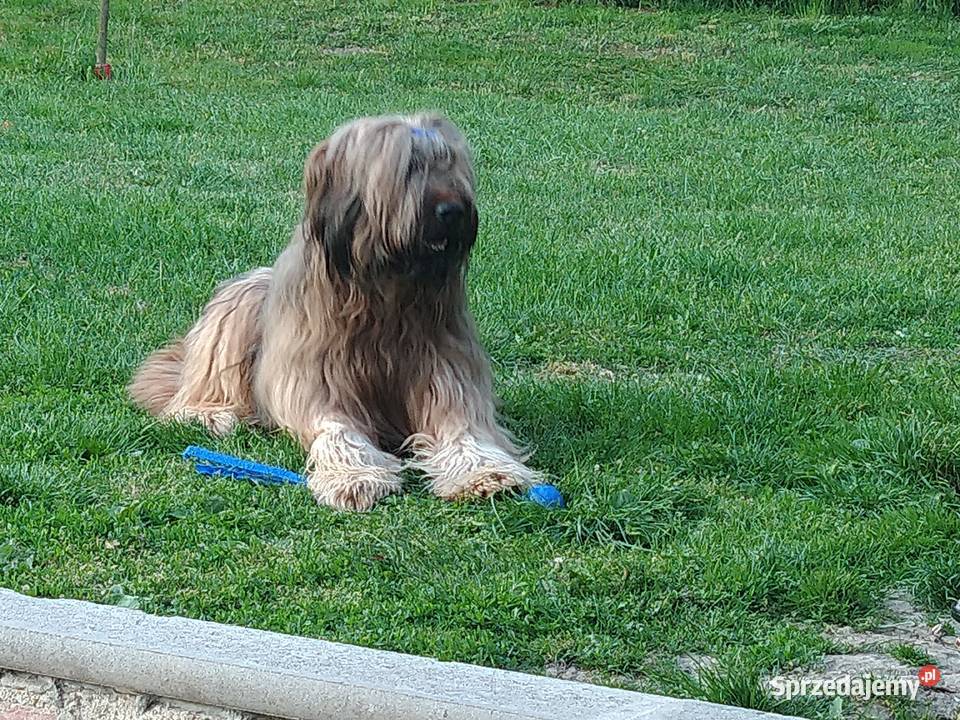 Briard Berger de brie Francuski owczarek Nowy Targ sprzedam