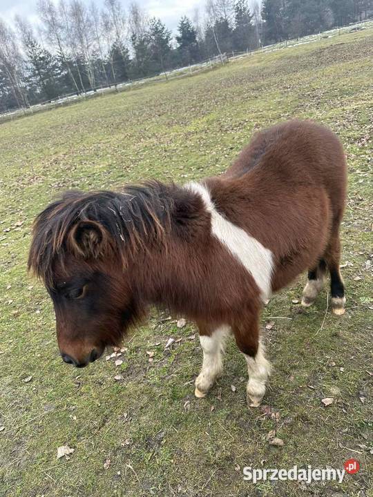 Kucyk Ogier na Sprzedaz Paszport zarejestrowany małopolskie Biadoliny Szlacheckie