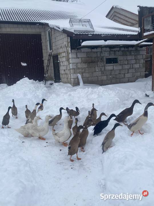 Kaczki Biegusy lubelskie