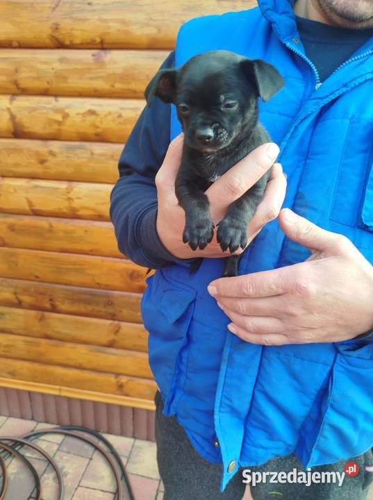 Chichuahua piesek Chihuahua Nowy Dwór Mazowiecki