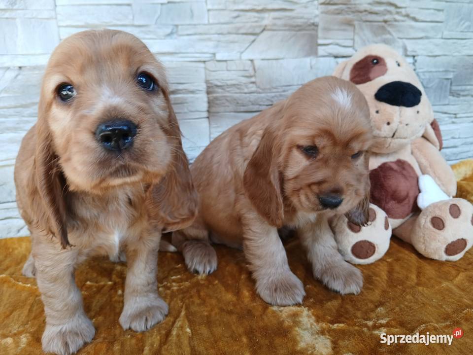 Śliczne Szczenięta Cocker Spaniel Angielski Sieradz