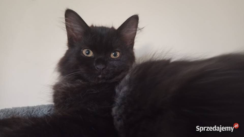 Śliczny Kocurek Syberyjski Odi PZFWCF Sochaczew