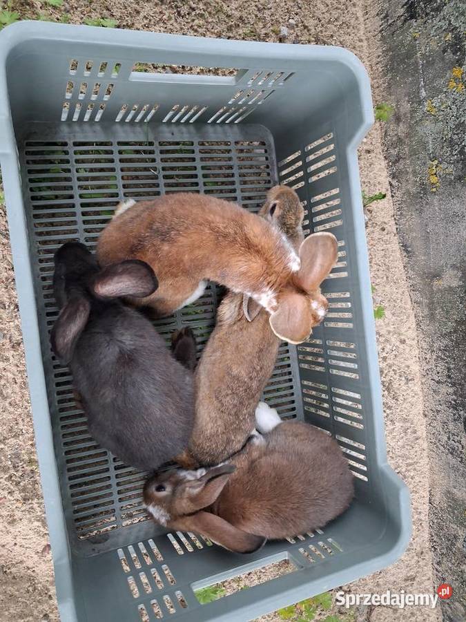 Młode samice 2 miesięczne Siedlce sprzedam