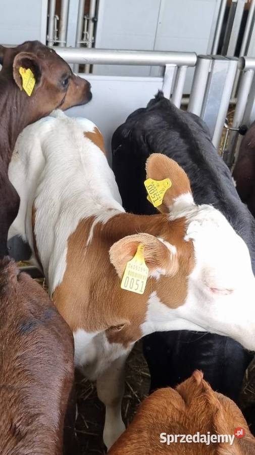 Cielaki byczki mięsne I mieszańce Ostrołęka