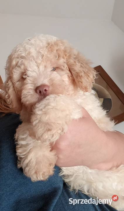 Lagotto Romagnolo Pozostałe kujawsko-pomorskie Lipno