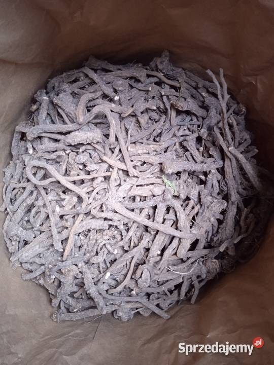 Babka lancetowata łopian większy lubczyk Izbica