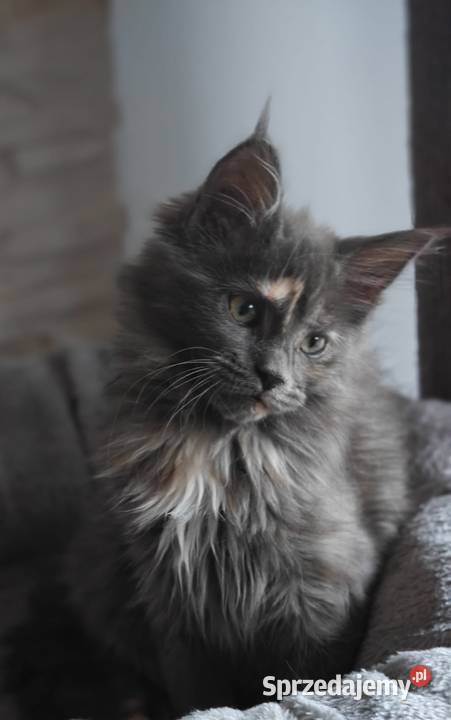 Maine Conn Betina Poręby sprzedam