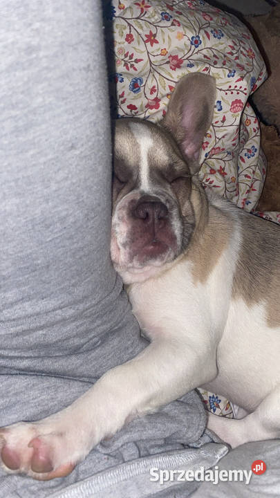 Suczka buldoga francuskiego Wrocław