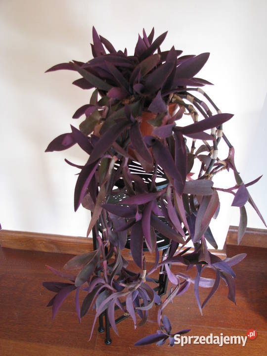 Trzykrotka purpurowa tradeskancja setkrezja duża Brzegi sprzedam