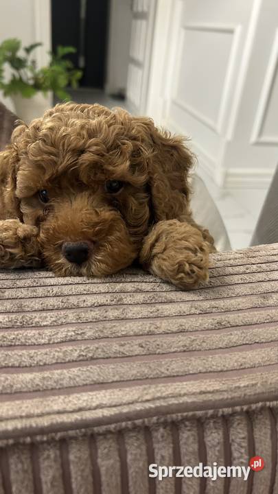 Maltipoo Red Brown podkarpackie Czudec