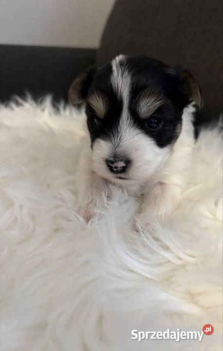 Do Rezerwacji Marshall Yorkshire Terier Biewer Konin