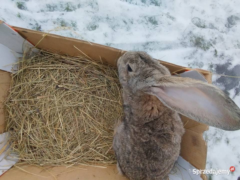 Samiec gotowy do krycia