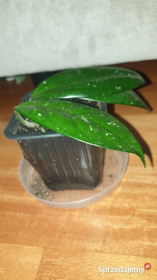 Hoya hoja kwiat rosnący