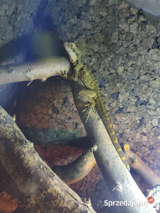 Wodnoagamy australijskie Gliwice