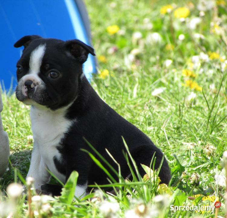 Boston Terrier Szczenięta Pozostałe Krośniewice sprzedam