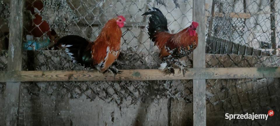 Sprzedam koguty liliputy lubelskie Tokarówka