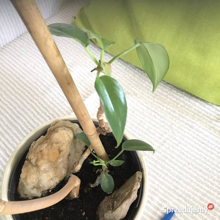 Filodendron Squamiferum roślina domowa Warszawa