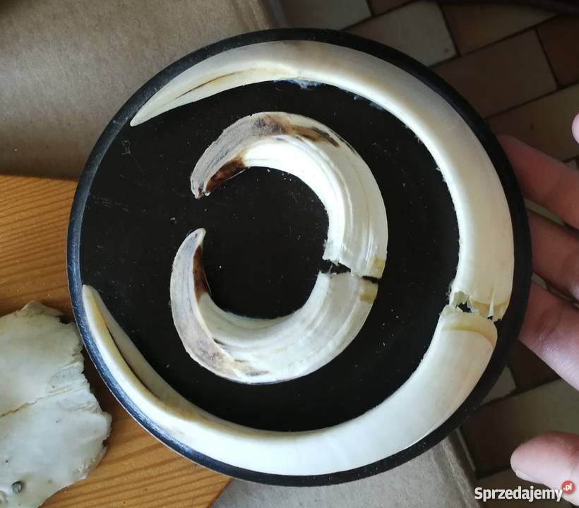 Poroża kozłów i szable dzika Łódź