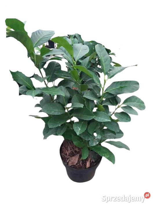 Laurowiśnia Wschodnia NOVITA CAUCASICA Etna Stromiec