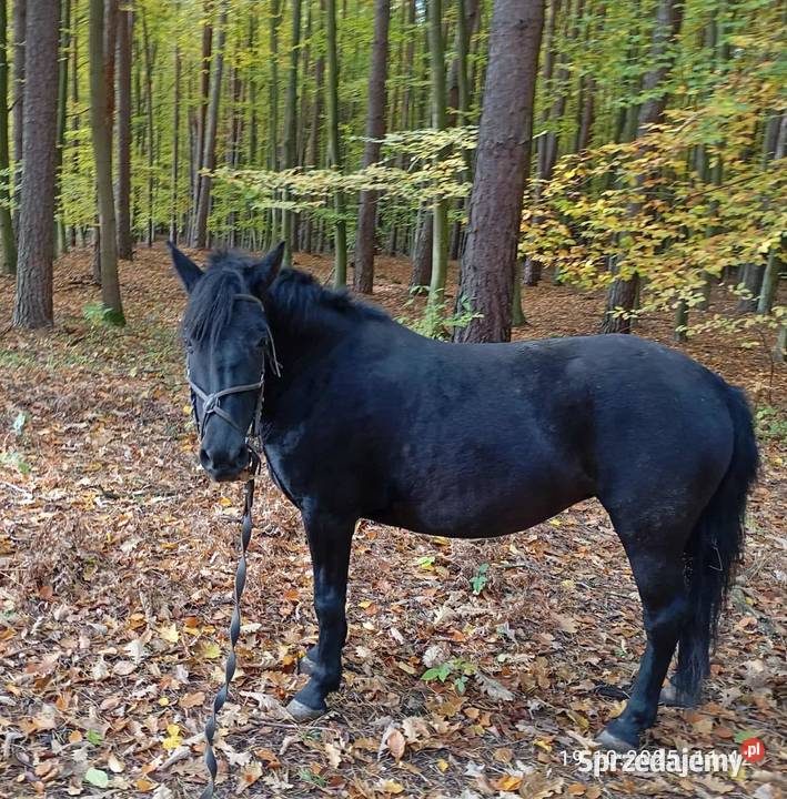 Klacz huculska Nowa Sarzyna