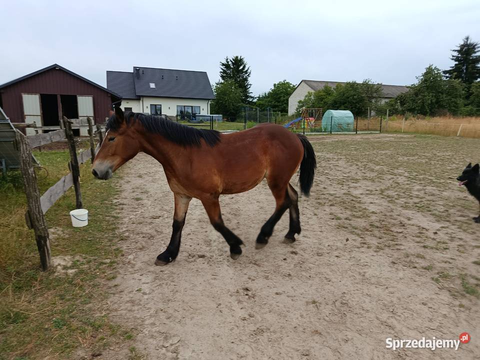Źrebica PKZ Giełda zwierząt Krasienin-Kolonia