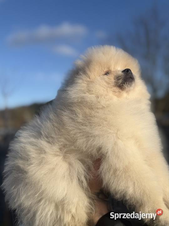 Szpic miniaturowy Pomeranian Gorzów Wielkopolski