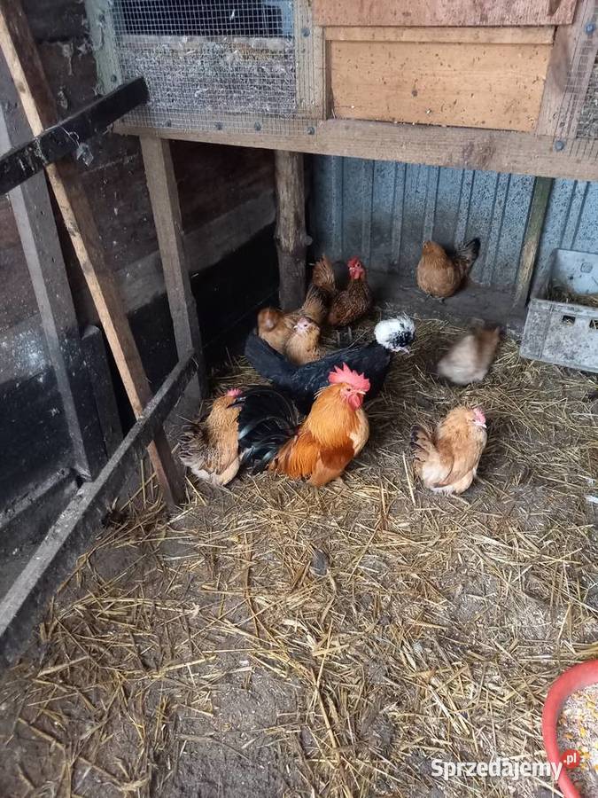 sprzedam kurki koguciki ozdobne