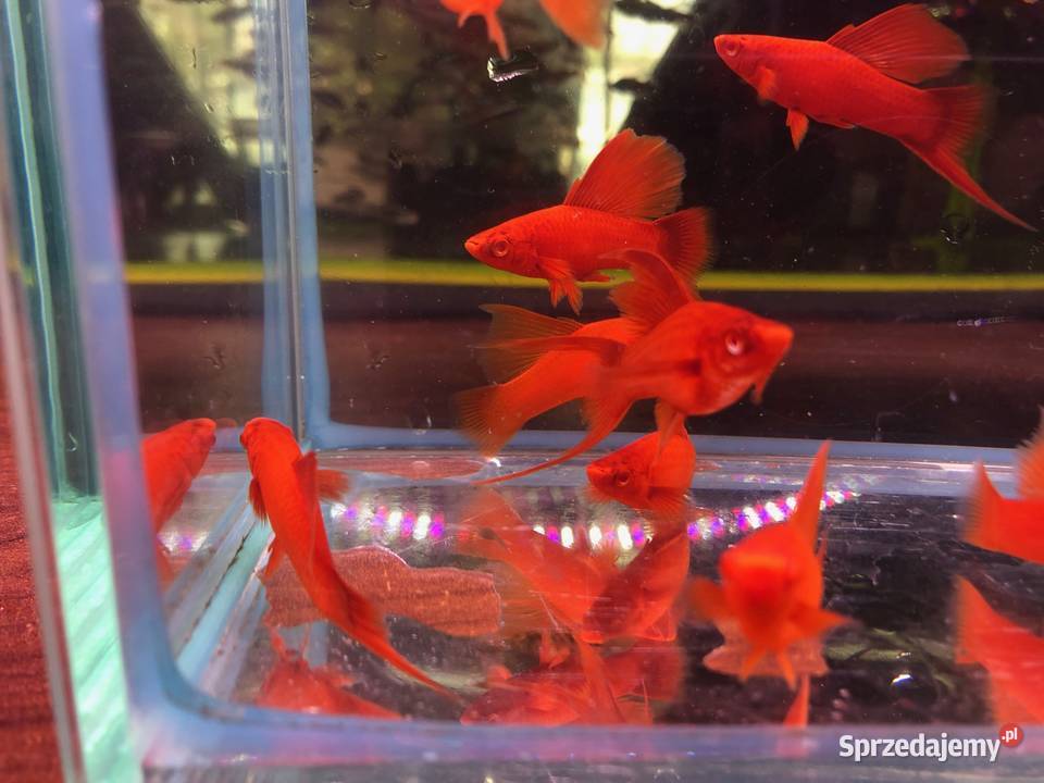 Wiedeński Delta mieczyk Red Albino łódzkie Justynów
