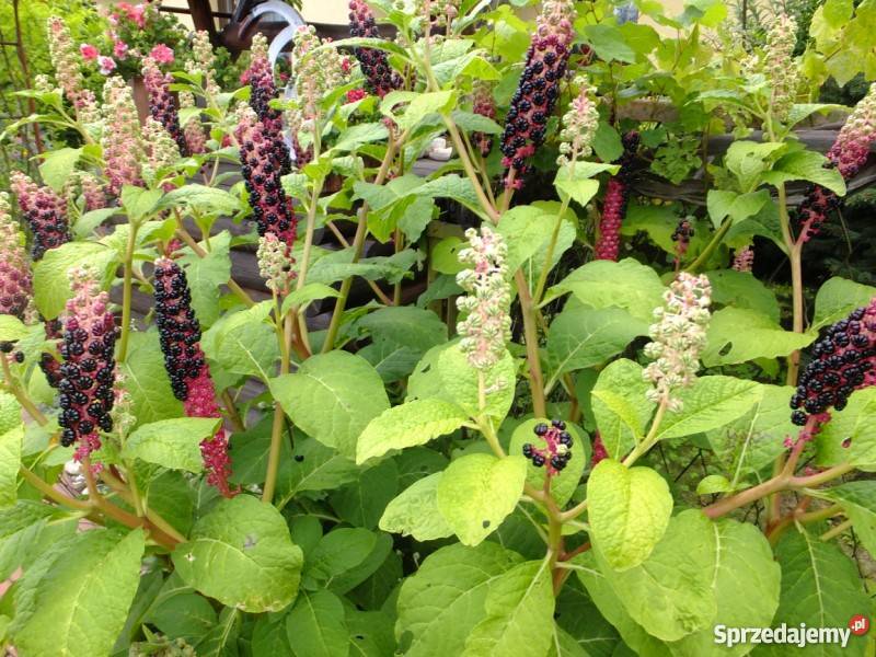 szkarłatka chińska Oława