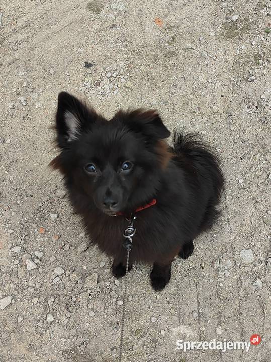 Pomeranian szpic miniaturowy czarny 6 miesięcy Szpic miniaturowy Szpic miniaturowy Łódź