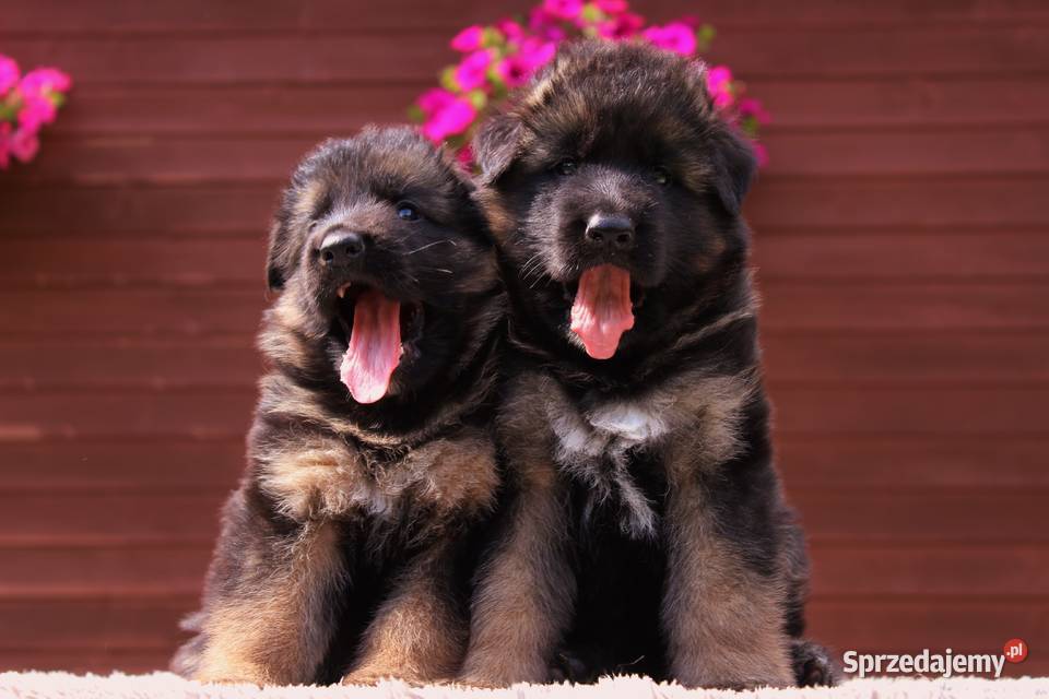 Owczarek Niemiecki FCI Duże Mocne Szczenięta małopolskie Kraków