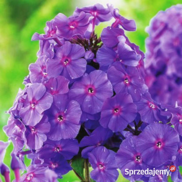 FLOKS WIECHOWATY Amethyst sadzonki w doniczkach kujawsko-pomorskie Ustronie sprzedam