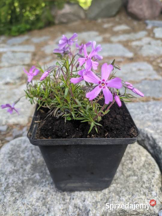 Floks szydlasty różowy Lublin