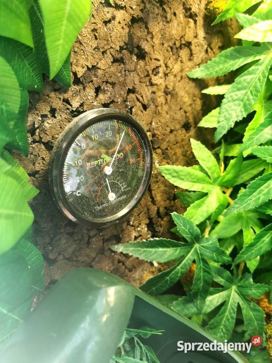 Kameleon jemeński z terrarium i wyposażeniem Jaworzno